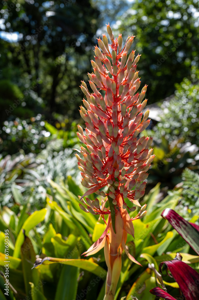 Red and Pink Tropical Ginger Bloom Closeup with a Green Plant Background. Red and Pink Tropical Ginger Bloom Closeup with a Green Plant Background.