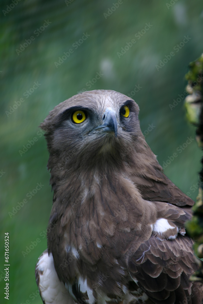 Fototapeta premium white (Circaetus gallicus) Biancone