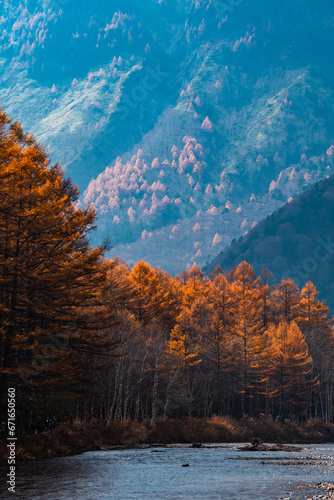 Yellow red pine trees along...