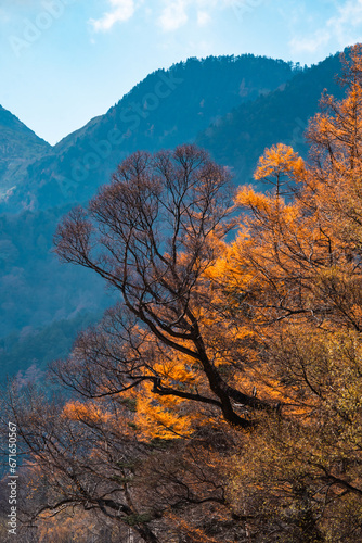 Yellow red pine trees alongside Azusa river and have mount Yake in background during autumn period in Kamikochi national park in Matsumoto, Nagano, Japan, Beautifully colored leaves in forest photo