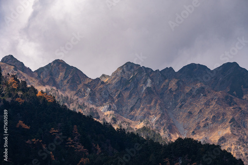 Yellow red pine trees along...