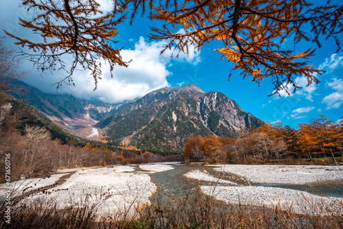 Yellow red pine trees along...