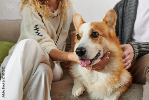 cropped couple in casual winter outfits sitting on couch and cuddling corgi dog in modern apartment