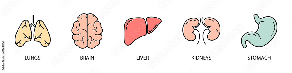 Human organs vector icons. Lungs, brain, liver, kidneys, stomach Human organs vector icons. Lungs, brain, liver, kidneys, stomach
