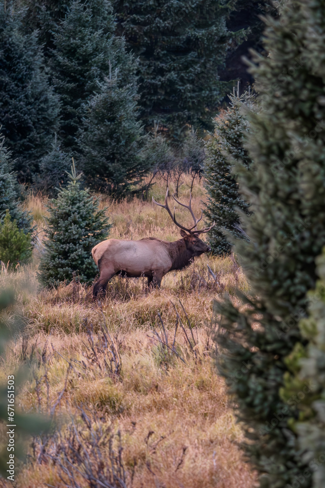 A bull elk in a field surrounded by evergreen trees on a fall evening in the Kawuneeche Valley of Rocky Mountain National Park in Colorado A bull elk in a field surrounded by evergreen trees on a fall evening in the Kawuneeche Valley of Rocky Mountain National Park in Colorado
