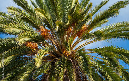 Green and Orange Date Palm Tree with a Blue and White Sky Background.