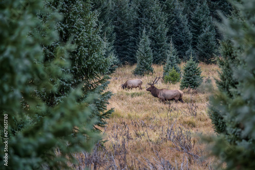 A bull elk in a field surrounded by evergreen trees on a fall evening in the Kawuneeche Valley of Rocky Mountain National Park in Colorado