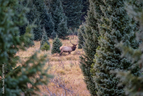 A bull elk in a field surrounded by evergreen trees on a fall evening in the Kawuneeche Valley of Rocky Mountain National Park in Colorado photo