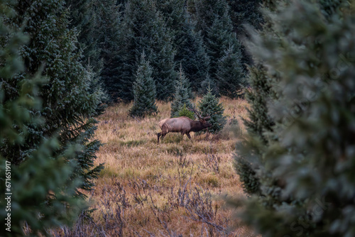 A bull elk in a field surrounded by evergreen trees on a fall evening in the Kawuneeche Valley of Rocky Mountain National Park in Colorado