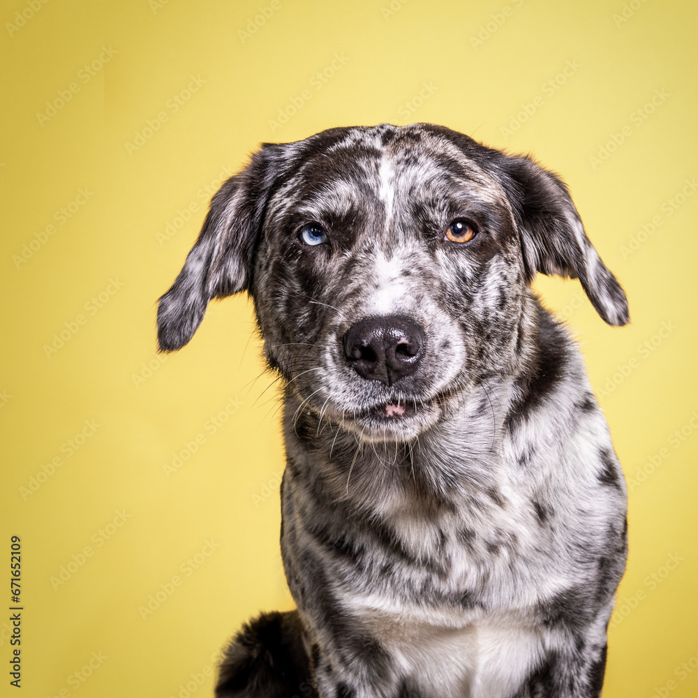 Dog portrait with funny face and yellow backdrop