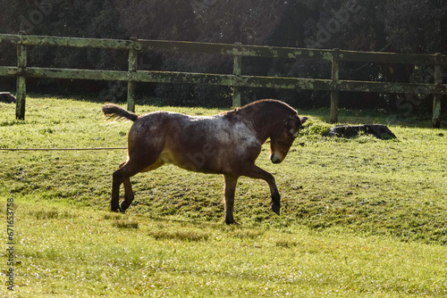 caballo al trote en corral