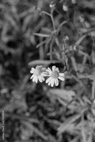 manzanilla en blanco y negro