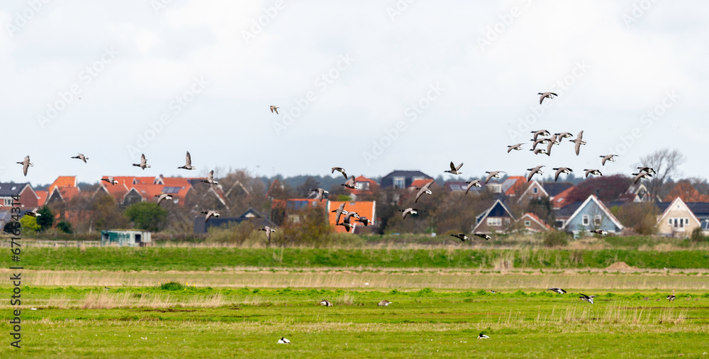 Obraz premium Bernache cravant,.Branta bernicla, Brant Goose, Iles Texel, Pays Bas