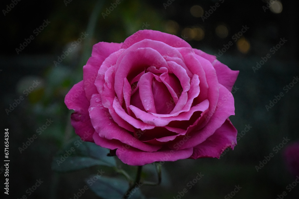 flor de rosa fucsia flor de rosa fucsia