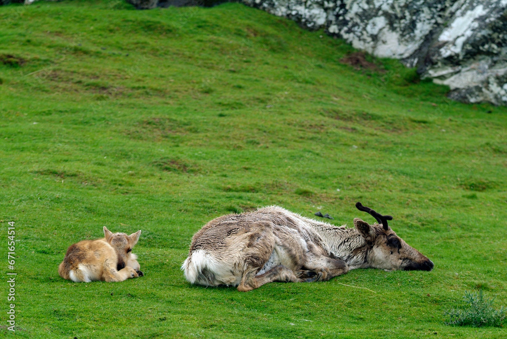 Fototapeta premium Renne / Rangifer tarandus / Femelle et jeune