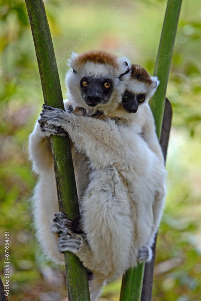 Obraz premium Propithèque de Verreaux, femelle et jeune, Propithecus verreauxi, Madagascar