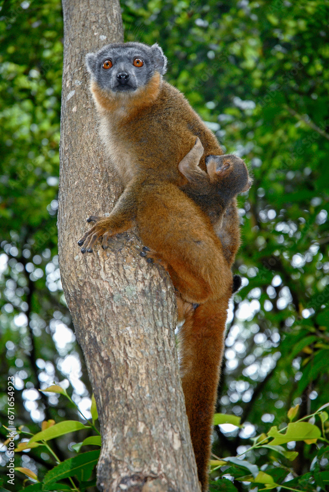Fototapeta premium Lémur à collier roux, Eulemur collaris, Madagascar