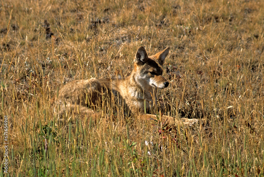 Fototapeta premium Coyote, Canis latrans, Parc national du Yellowstone, USA,