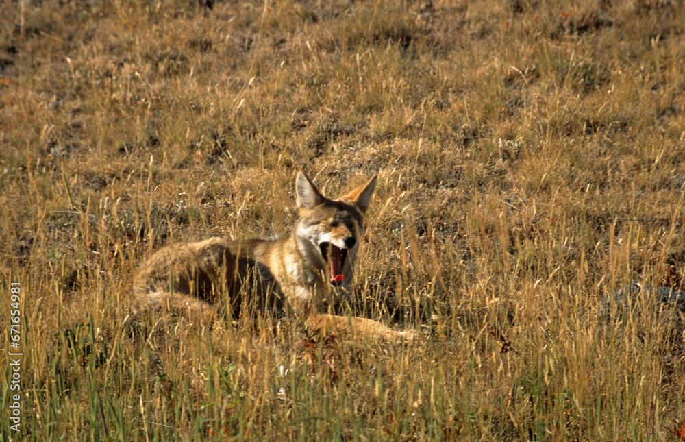 Fototapeta premium Coyote, Canis latrans, Parc national du Yellowstone, USA,