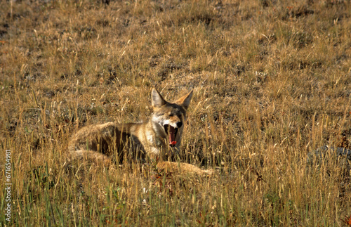 Coyote, Canis latrans, Parc national du Yellowstone, USA,