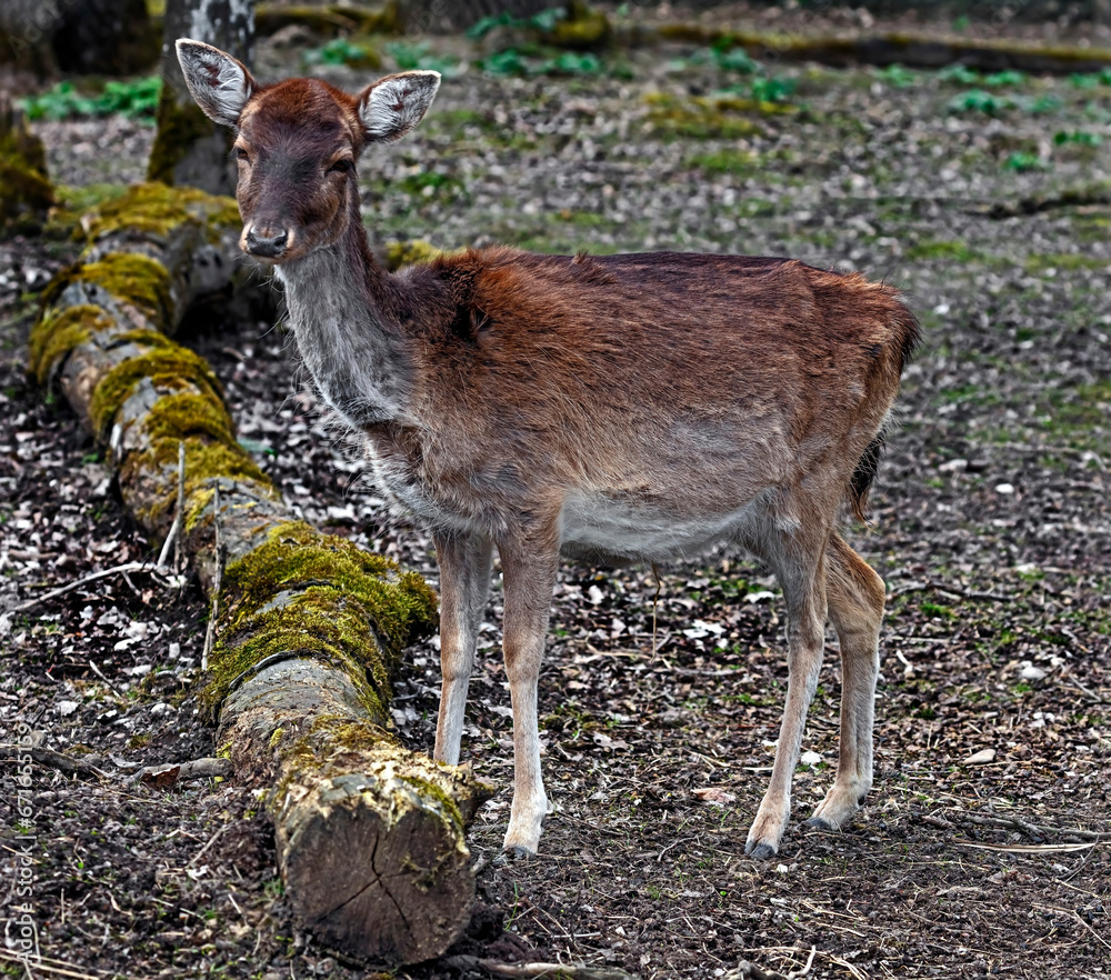 Fototapeta premium Fallow deer female. Latin name - Dama dama 