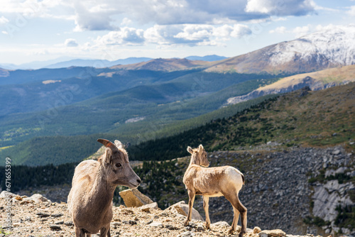 Bighorn sheep in the Rocky Mountains of Colorado