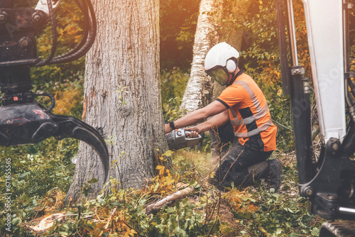 Photos An arborist in  wearing safety equipment and clothes cutting an old ill tree wit