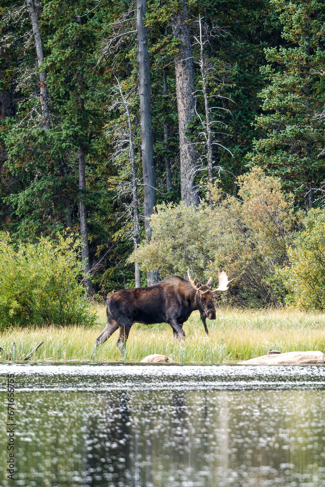 Bull moose in Colorado by a lake, with trees and grass in the background Bull moose in Colorado by a lake, with trees and grass in the background