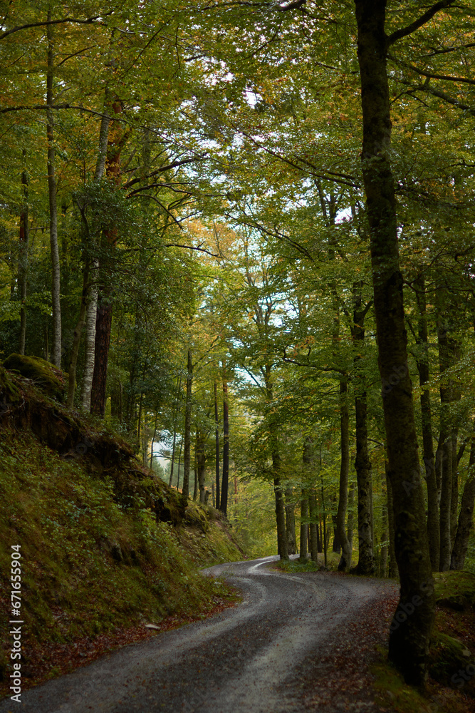 The colors of autumn in the beech forest on the route to the Puente Ra waterfalls in the Sierra de Cebollera (La Rioja). Spain