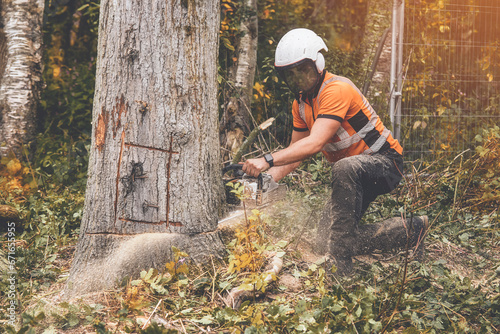 An arborist in wearing safety equipment and clothes cutting an old ill tree with a chainsaw