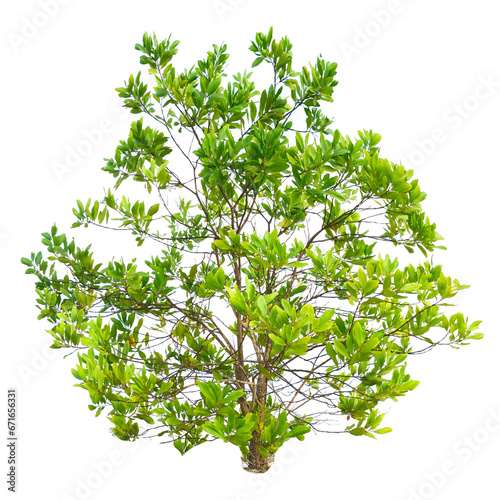 Eucalyptus tree on a white background  tree on a white background with clipping path