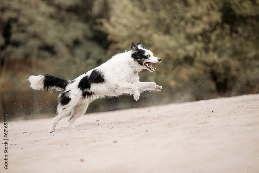 Border Collie dog running. Fall season. Dog in autumn. Border Collie dog running. Fall season. Dog in autumn.