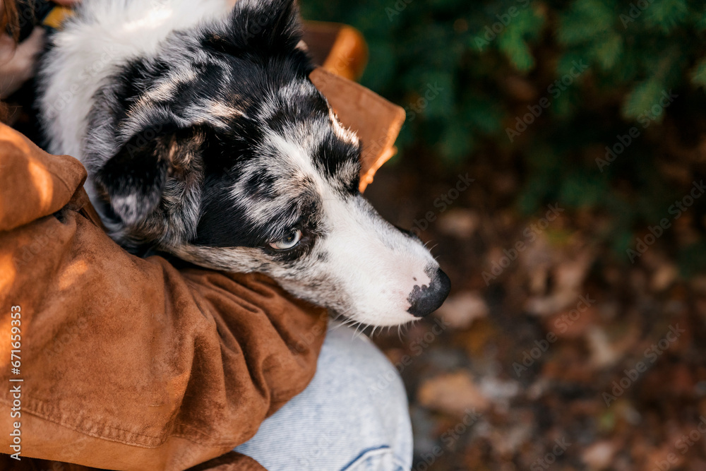 Girl hugging dog. Border Collie dog Girl hugging dog. Border Collie dog