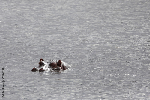 large adult hippos swimming lake looking camera