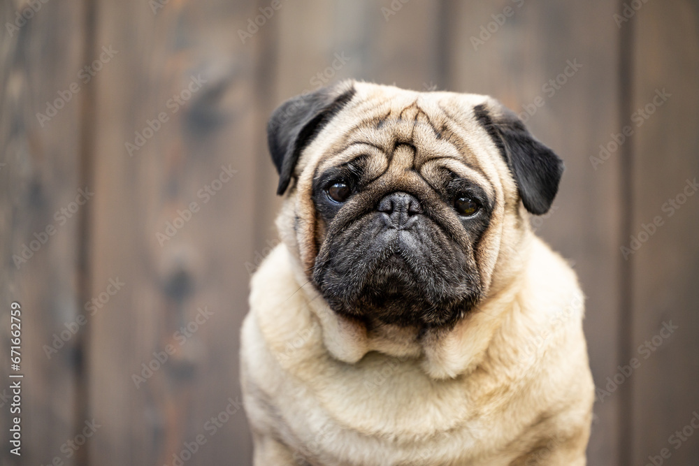 A close-up portrait of a beige pug. High quality photo