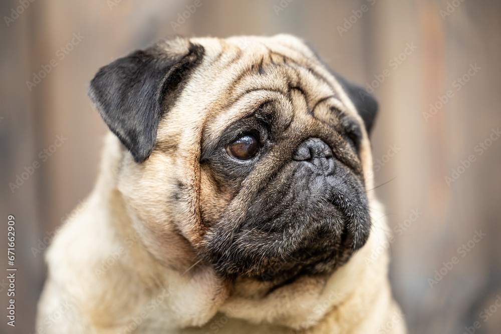 A close-up portrait of a beige pug. High quality photo A close-up portrait of a beige pug. High quality photo