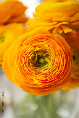 Yellow Ranunculus