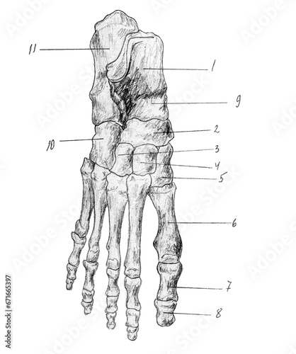 Bones of the right foot (ossa pedis) photo