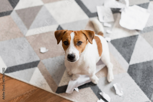 Portrait of Jack Russell Terrier dog destroying the documents at home. Cute dog destroyed living room