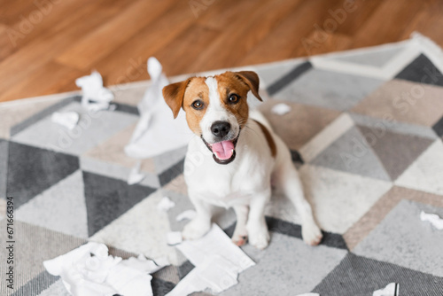 Portrait of Jack Russell Terrier dog destroying the documents at home. Cute dog destroyed living room photo