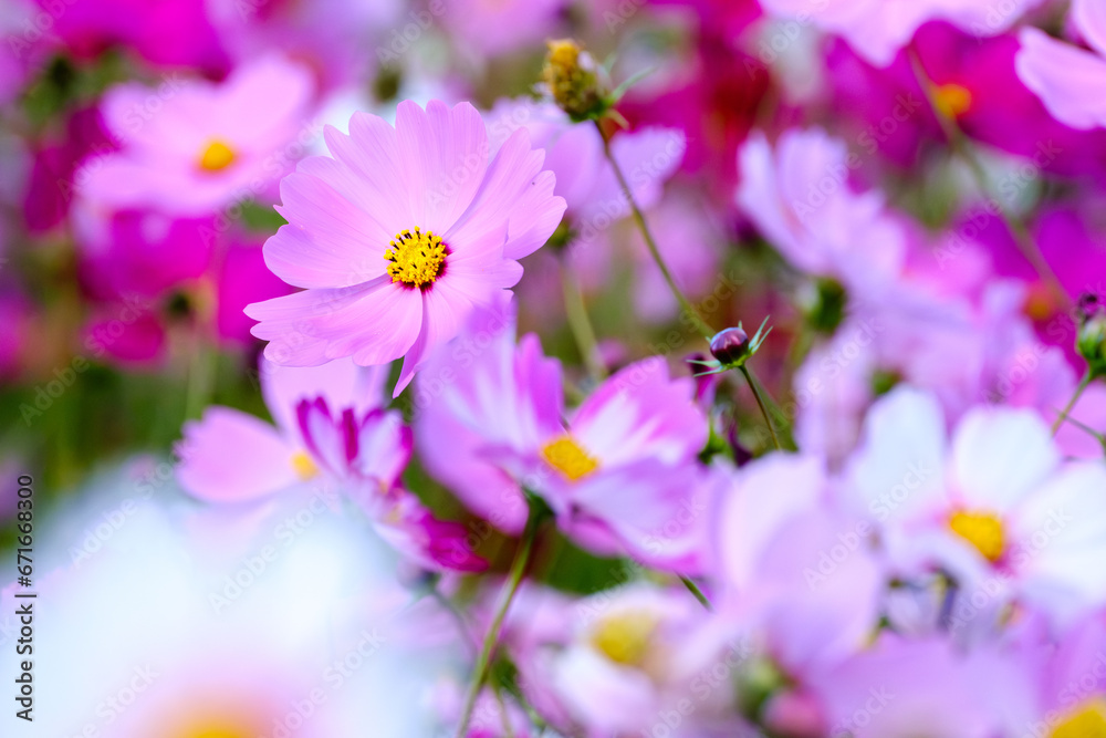 pink cosmos in the garden