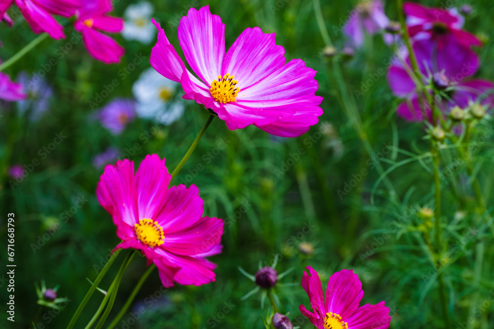 cosmos in the garden cosmos in the garden