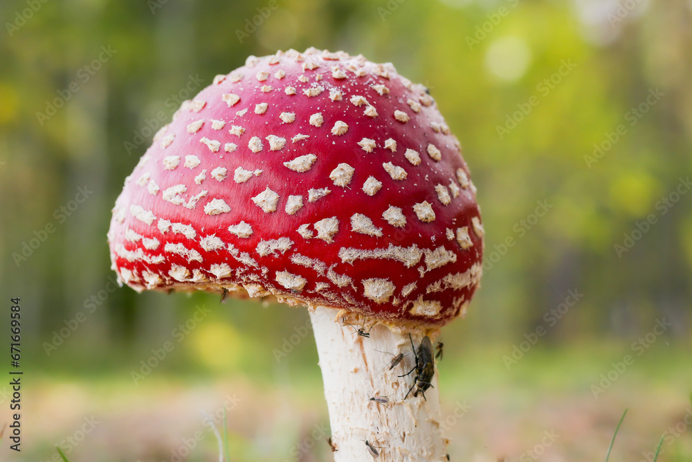 Obraz premium Amanita muscaria, commonly known as the fly agaric. 