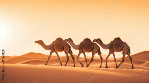 Wild camels crossing the desert sand dunes at sunset. A tranquil and dramatic scene in the arid wilderness.