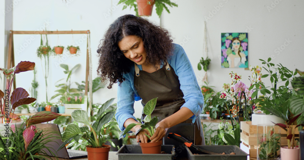 Woman owner flowers shop in apron putting fibre soil by hands, transplanting green plant into new pot on desk. Gardener, horticulturist cultivates plants in greenhouse conditions. Business and