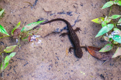 newt in the pond