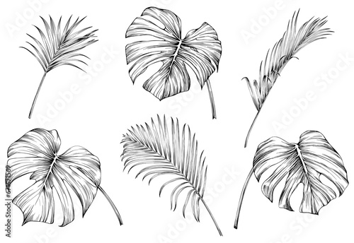 Leaves isolated on white collection. Tropical leaves set. Hand drawn vintage illustration. 