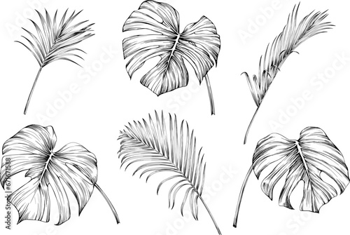 Leaves isolated on white collection. Tropical leaves set. Hand drawn vintage illustration. 