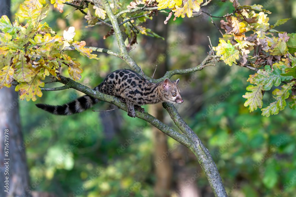 Obraz premium Large-spotted genet (Genetta tigrina) in natural habitat, South Africa
