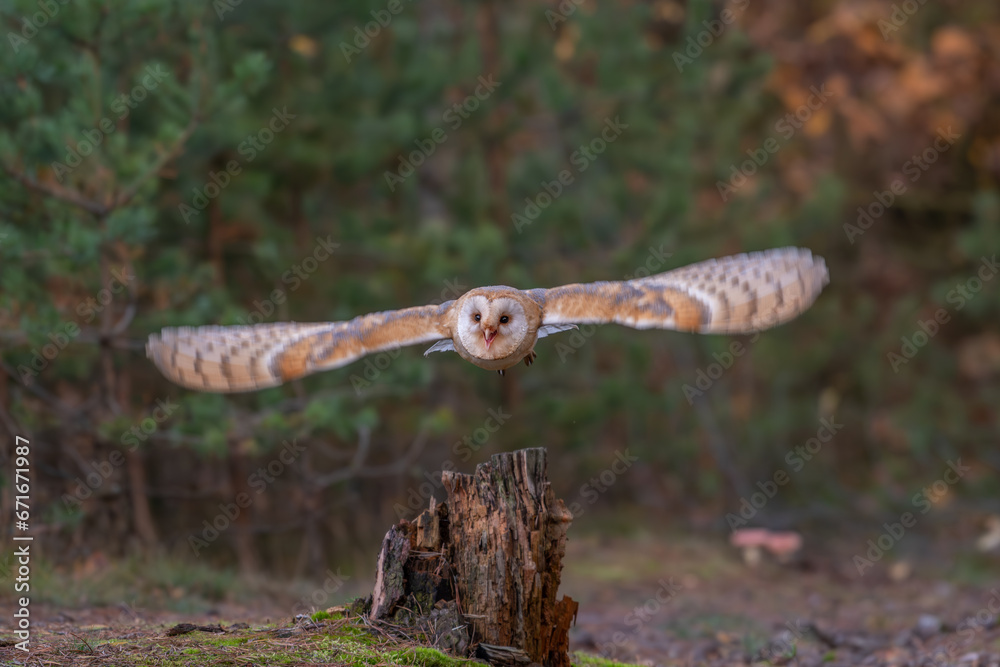 Barn Owl, Tyto alba, flight above red grass in the morning. Owl fly with open wings. Wildlife bird scene from nature. Cold morning sunrise, animal in the habitat. Bird in the forest.